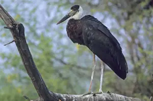 Woollynecked / Woolly-necked / White-necked / Whitenecked Stork - In tree Keoladeo National Park, India