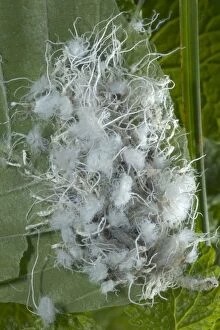 Images Dated 3rd October 2004: Wooly Aphids - Family Eriosomatidae - Order Homoptera - Produce large amounts of wooly or waxy