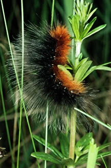 Moth Collection: Wooly Bear - Larva of a Tiger Moth