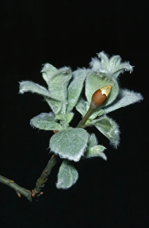 Images Dated 20th April 2009: Wooly Willow