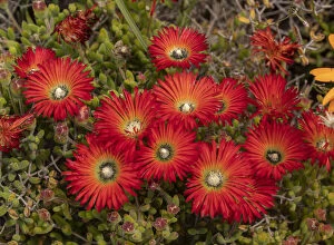 Blooms Gallery: Worcester-Robertson vygie, Drosanthemum speciosum, in full flower in the Karoo, South Africa