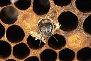 Worker Honeybee - emerging from cell