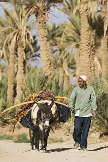 Donkeys Gallery: Worker - Morocco - The dates in the palmeries of