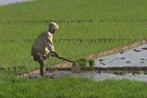 Images Dated 30th December 2004: Worker - In rice paddy