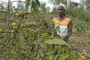 Worker woman collecting coffee fruits