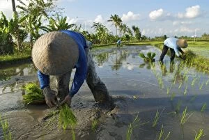 Images Dated 14th May 2006: Workers - Rice planting near Uluwatu