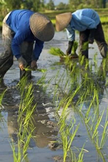 Images Dated 14th May 2006: Workers - Rice planting Uluwatu