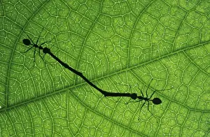 Twigs Prints: Working Ant CMB 486 Captive, Sinapore Oacophylla sp