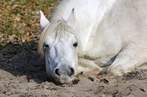 Images Dated 24th October 2006: Working Horse - lying down sleeping - Okskii Wildlife Reserve - near Ryazan - central Russia