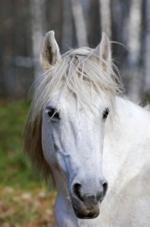Images Dated 24th October 2006: Working Horse - Okskii Wildlife Reserve - near Ryazan - central Russia - autumn - September