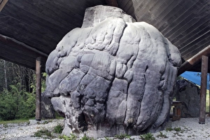Images Dated 2nd September 2007: World's largest Burl / Burr wood - tree growth where the grain has grown in a deformed manner