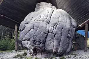 World's largest Burl / Burr wood - tree growth where the grain has grown in a deformed manner. Port MacNeill - British Columbia - Canada