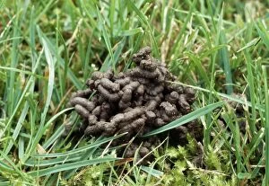 Earthworms Collection: Worm Cast Among grass