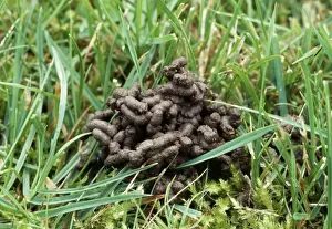 Grasses Prints: Worm Cast Among grass