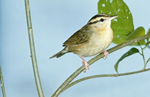 Images Dated 18th August 2006: Worm-eating Warbler