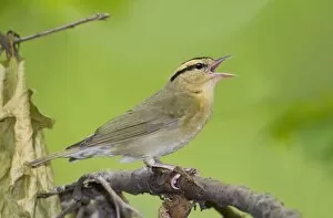 Images Dated 17th May 2010: Worm-eating Warbler - singing - spring - Connecticut - USA