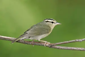 Worm-eating Warbler - spring Connecticut, USA