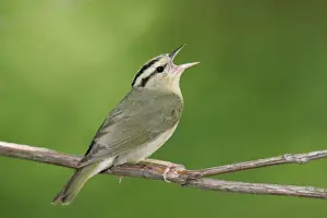 Worm-eating Warbler - spring Connecticut, USA