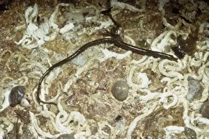 Pipefish Prints: Worm Pipe Fish