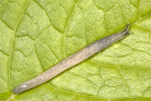 Images Dated 8th July 2005: Worm Slug (known colloquially as ‘Bert the Gorilla'!) Native to southeastern Europe First found in