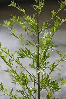 Images Dated 25th June 2012: Wormwood plant