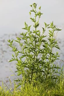 Images Dated 4th July 2012: Wormwood plant