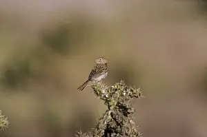 Worthen's Sparrow - on cactus Saltillo, Coahuila, Mexico