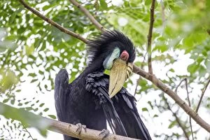 Images Dated 29th March 2014: Wreathed / Bar-pouched Hornbill preening