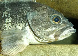 Sea Fish Prints: Wreckfish- Eastern Atlantic coastal regions, also east coast of USA
