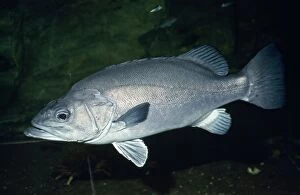 Images Dated 23rd April 2007: Wreckfish / Stone Bass UK marine