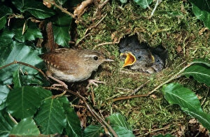 Garden Bird Collection: Wren - adult feeding offspring at nest