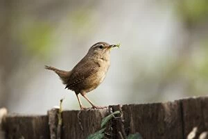 Wren adult standing on fence with nesting material