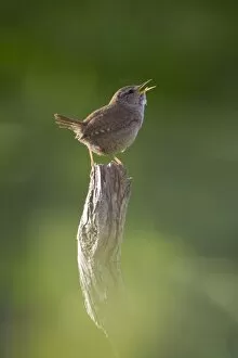 Wren - Back-lit, early morning with the birds breath visible as it sings