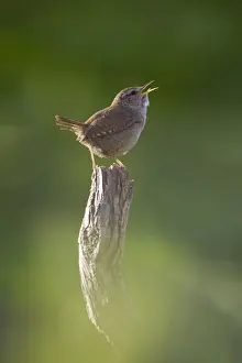 Wrens Prints: Wren. Back-lit, early morning with the birds breath visible as it sings