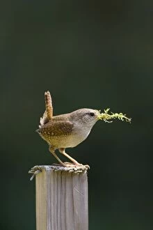 Wren - Back-lit image of male carrying moss for nest material