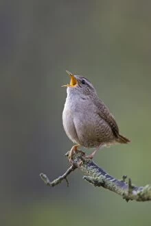 Wren - Back-lit image of wren singing in early morning light. Perched on one leg