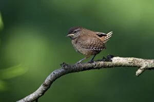 Images Dated 18th May 2007: Wren - fledgling on branch