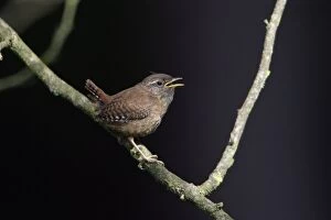 Images Dated 18th May 2007: Wren - fledgling on branch calling