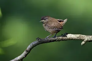Fledgling Prints: Wren - fledgling on branch, Lower Saxony, Germany