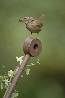 Images Dated 27th June 2008: Wren - with food in mouth