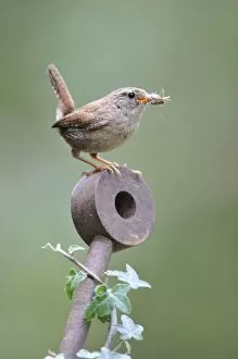 Images Dated 25th May 2008: Wren - with food in mouth