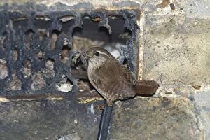 Wren at nest - With food in mouth at nest entrance in a broken grille in an exterior house wall