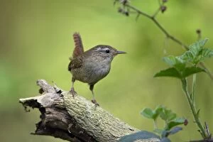 Wren - perched on tree root