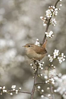 Images Dated 10th April 2005: Wren - Perching in Blackthorn blossom, Spring Norfolk UK