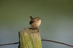 Images Dated 28th February 2005: Wren - Perching on fence post, Winter Norfolk UK
