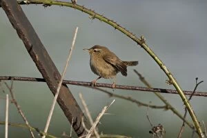 Images Dated 28th February 2005: Wren - Perching on fence. In winter Norfolk UK