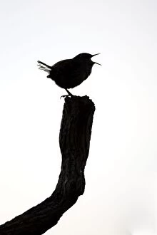 Images Dated 9th May 2007: Wren - Silhouette of singing bird