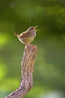 Images Dated 10th May 2007: Wren - Singing