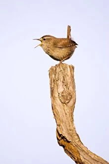 Images Dated 9th May 2007: Wren - Singing