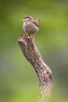 Images Dated 5th May 2007: Wren - singing
